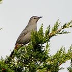 Der Gray Catbird (Dumetella carolinensis) ...