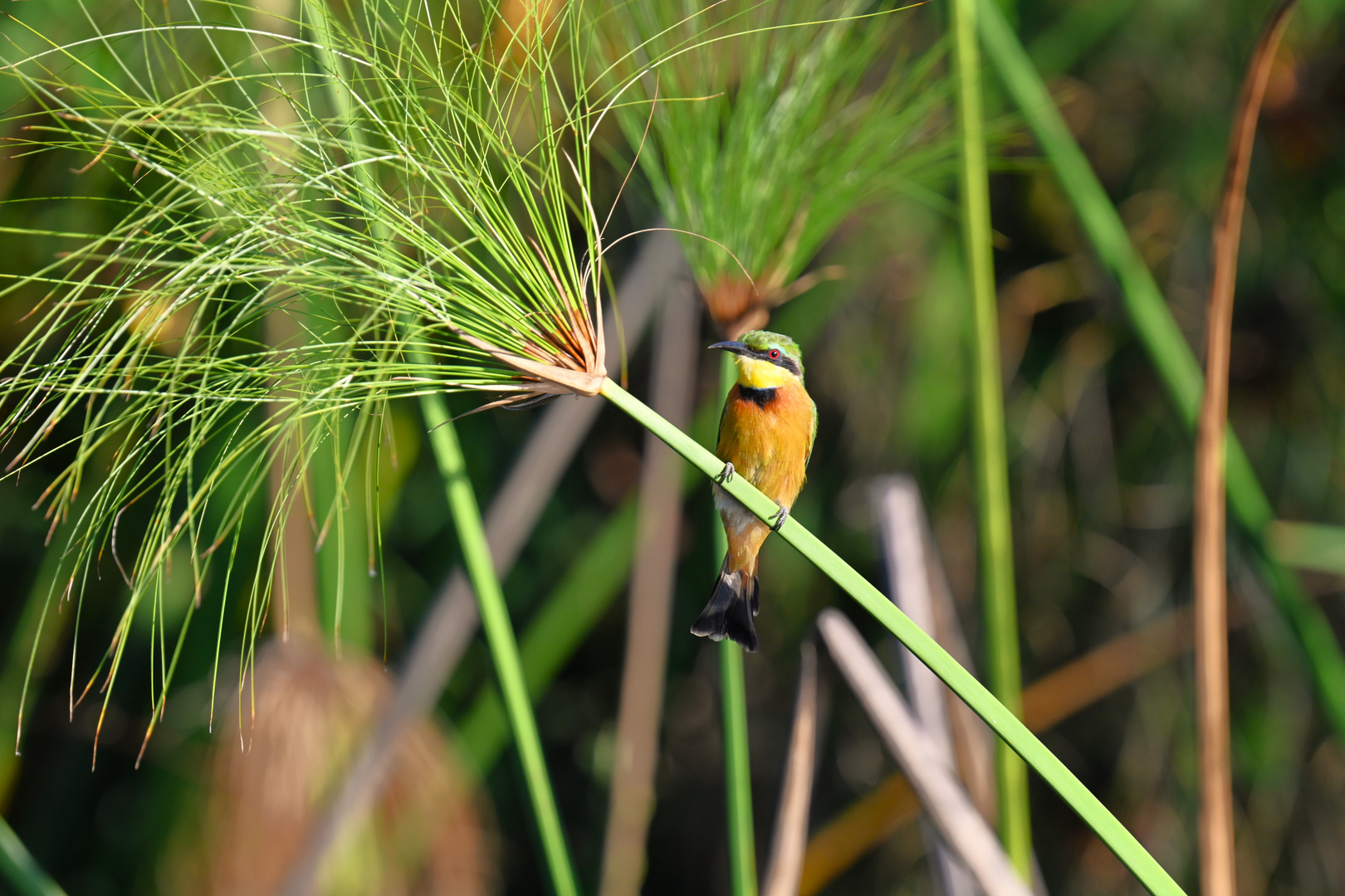 Der Green Beeeater