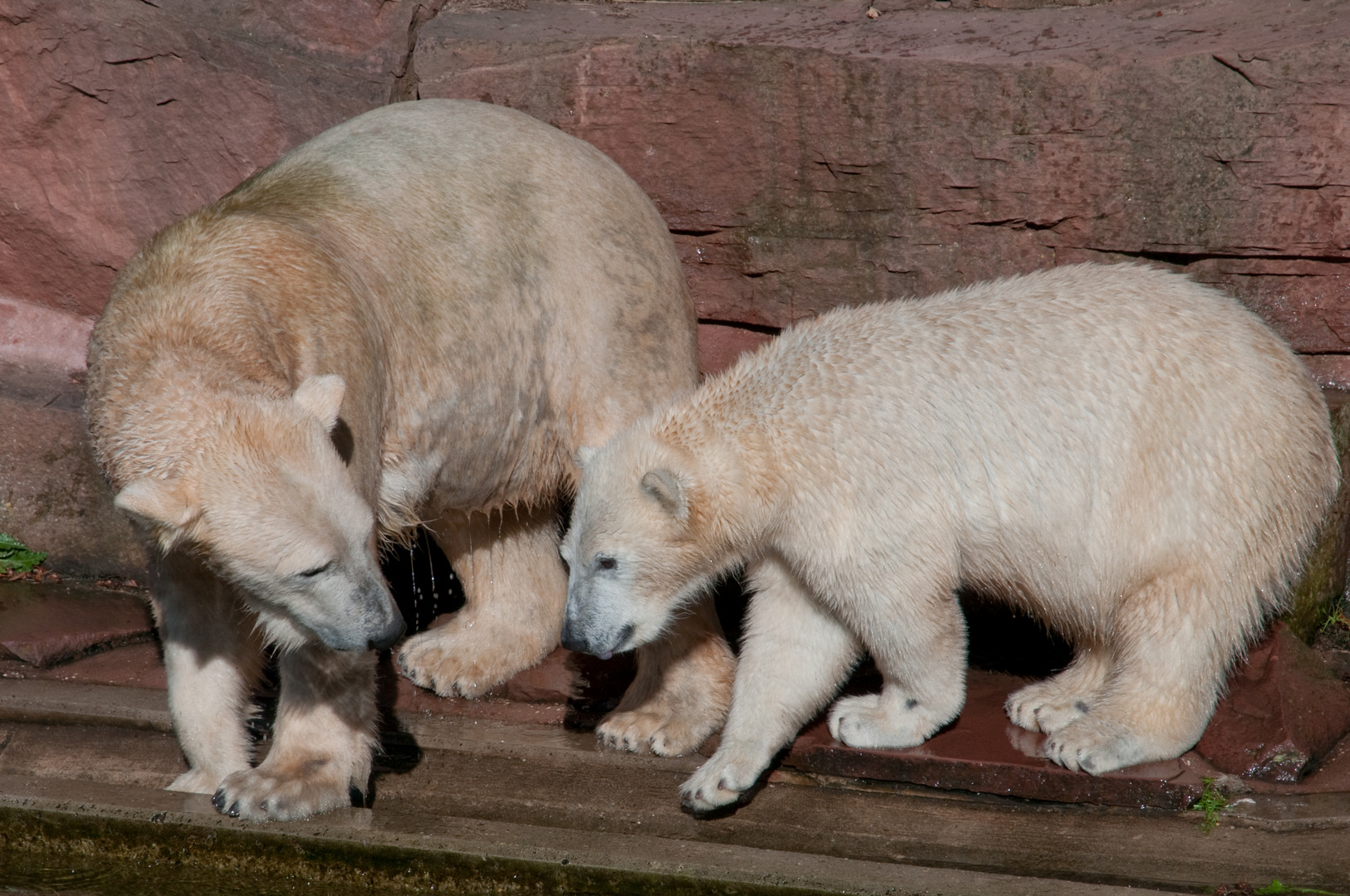 Der Gregor und die Mama ...