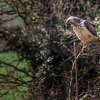 Der Greif vor der Hotelterrasse