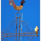 Der Greifvogel auf der Kirchturmspitze