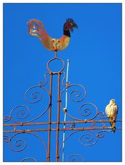 Der Greifvogel auf der Kirchturmspitze