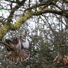 Der Greifvogel im Geäst