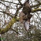 Der Greifvogel im Geäst