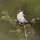 Der "Greifvogel" unter den Singvögeln