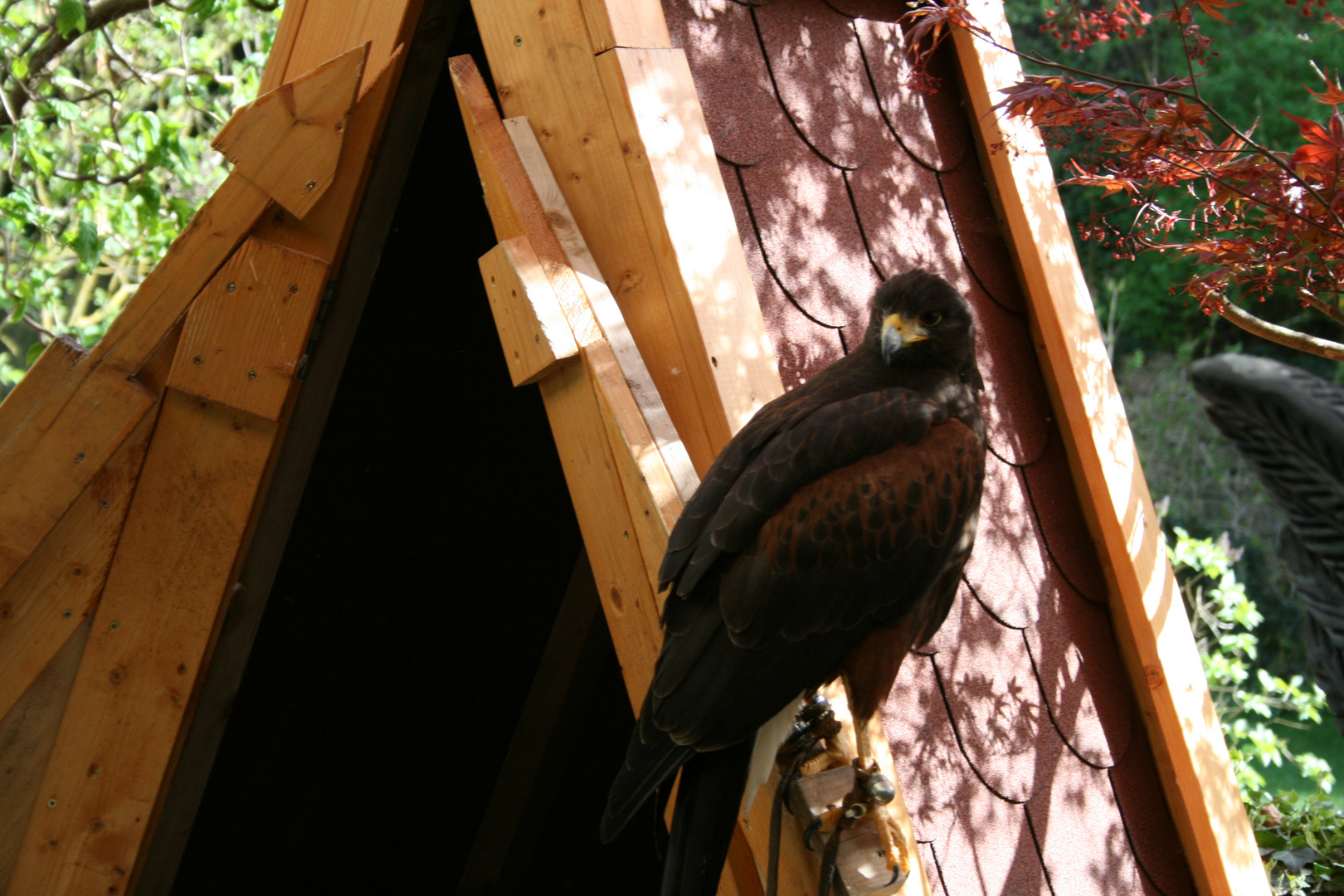 Der Greifvogel von Schloss Gutenberg