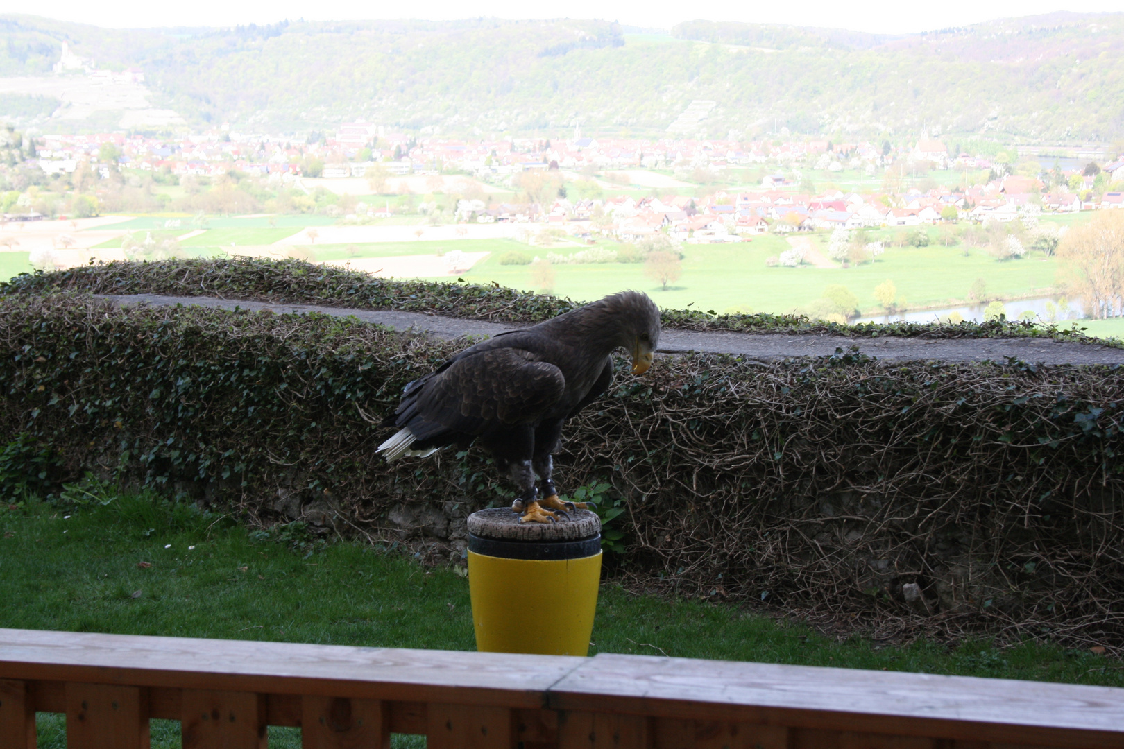 Der Greifvogel von Schloss Gutenberg