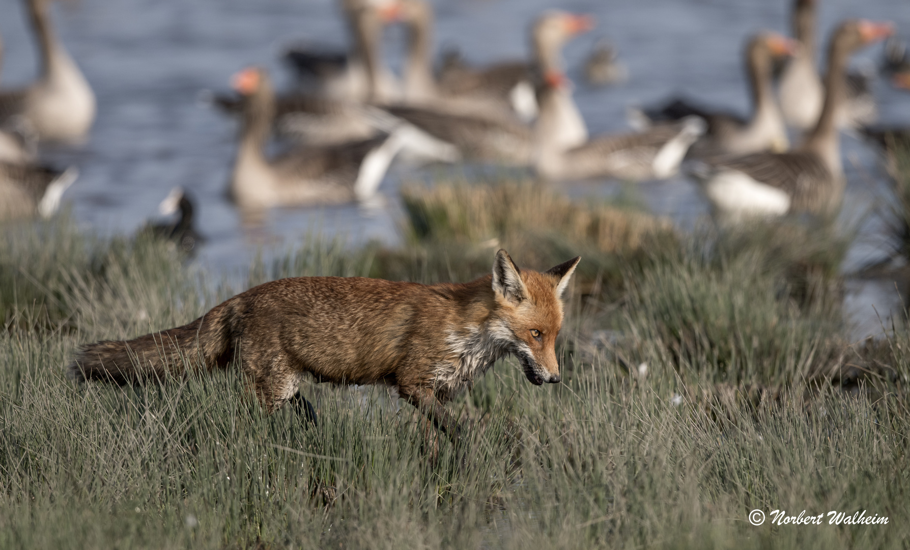 der Grimmige Foto & Bild natur, tiere, wildlife Bilder auf