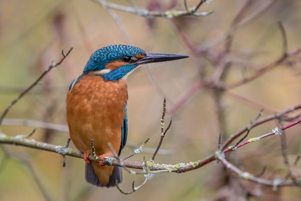 Der grimmige Foto & Bild tiere, wildlife, wild lebende vögel Bilder