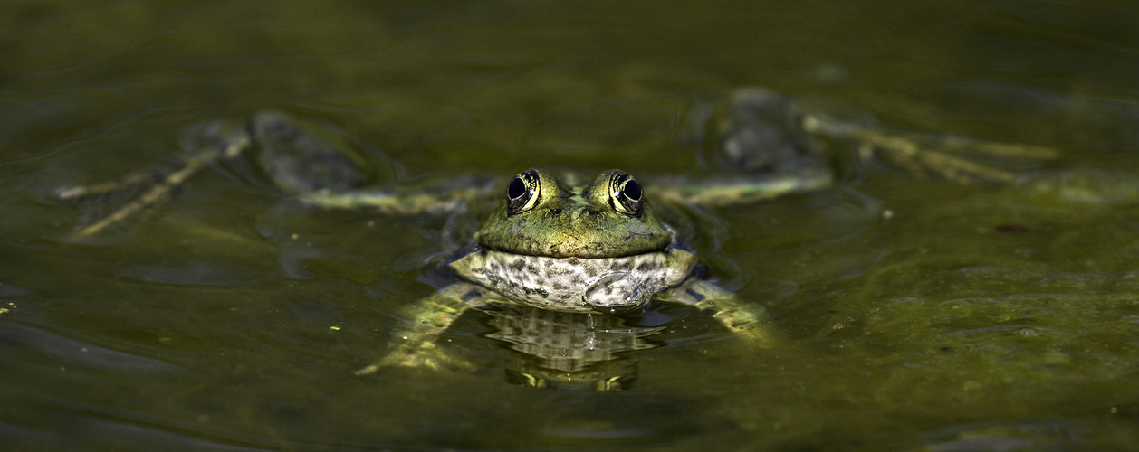 Der Grinsefrosch...