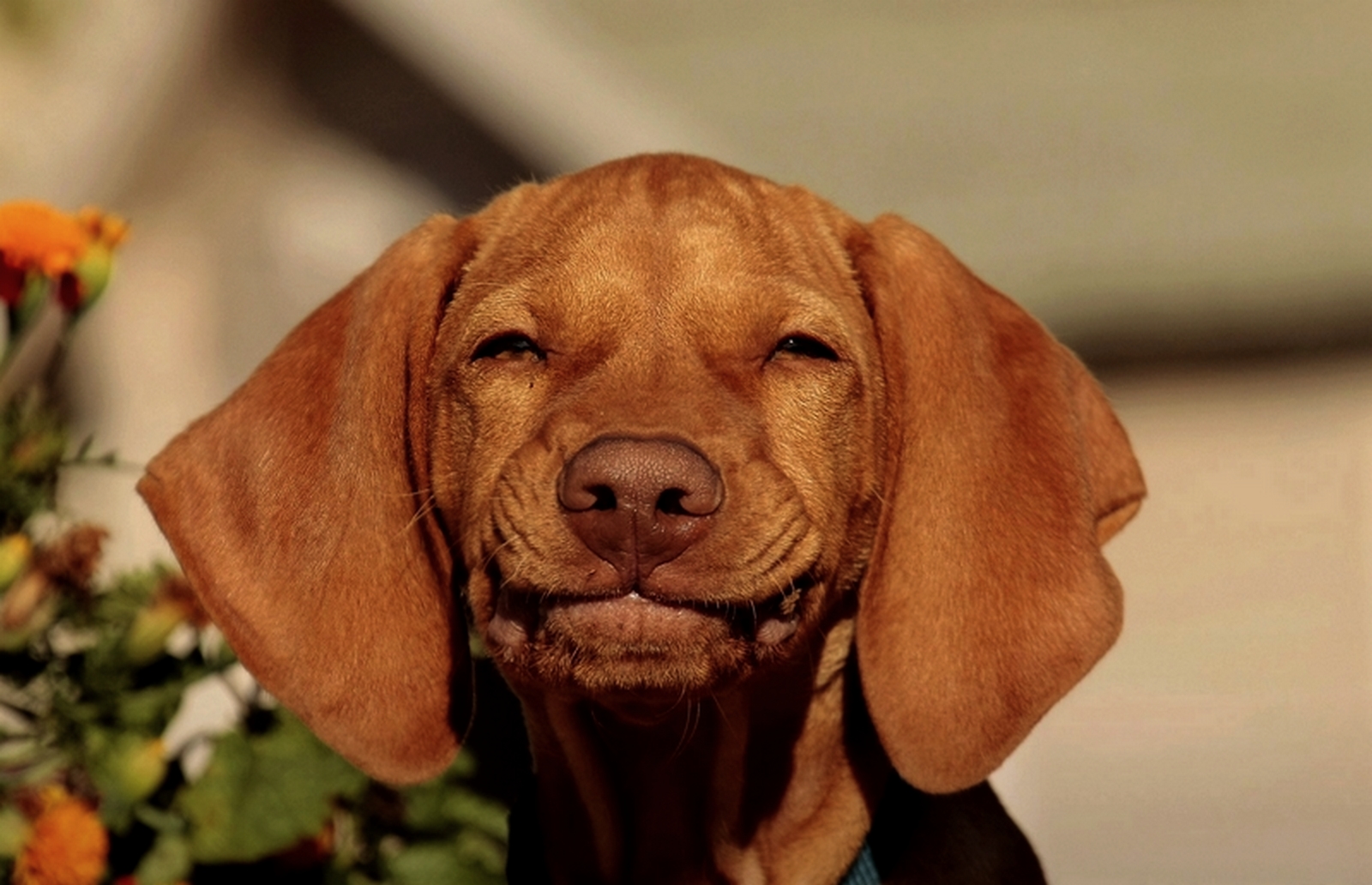 Der Grinsende Foto & Bild tiere, haustiere, hunde Bilder auf
