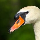 Der grinsende Schwan - Ein Schwanenportrait