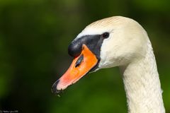 Der grinsende Schwan - Ein Schwanenportrait