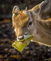 "DER GRINST DOCH - ODER"?