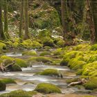 Der Grobbach bei Baden-Baden