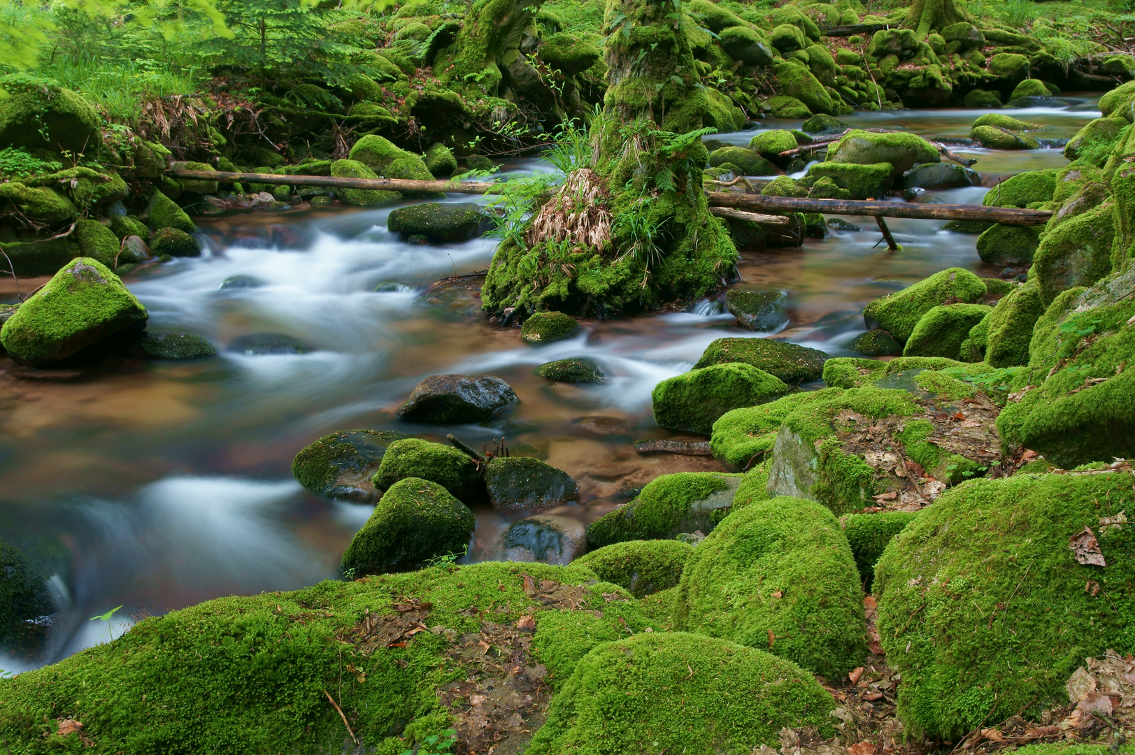 Der Grobbach im Nordschwarzwald