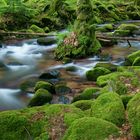 Der Grobbach im Nordschwarzwald