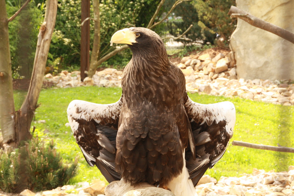 der größte adler der welt. der seeadler Foto & Bild tiere, zoo, wildpark & falknerei