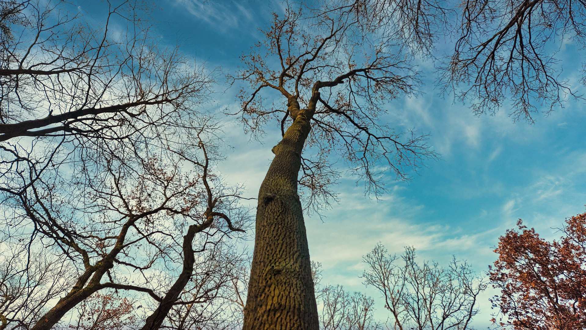 der größte Baum