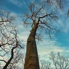 der größte Baum