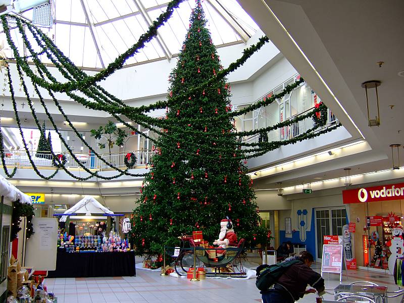 Der grösste Baum?