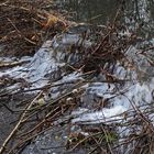 Der größte Biberdamm in der Müglitz von vorne gesehen beim "Überlauf"