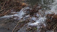 Der größte Biberdamm in der Müglitz von vorne gesehen beim "Überlauf"