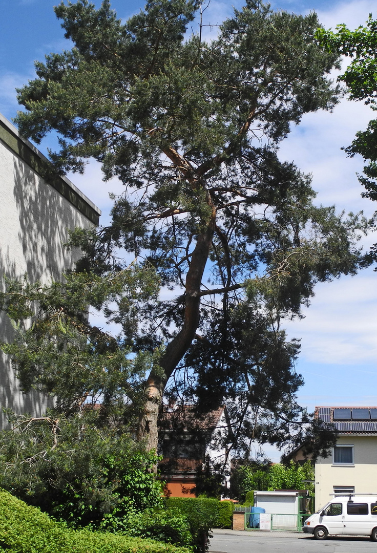 Der größte Bonsai weit und breit ..