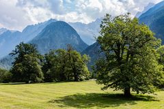 Der grösste Edelkastanienwald in den Alpen