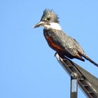 Der größte Eisvogel der Welt .....