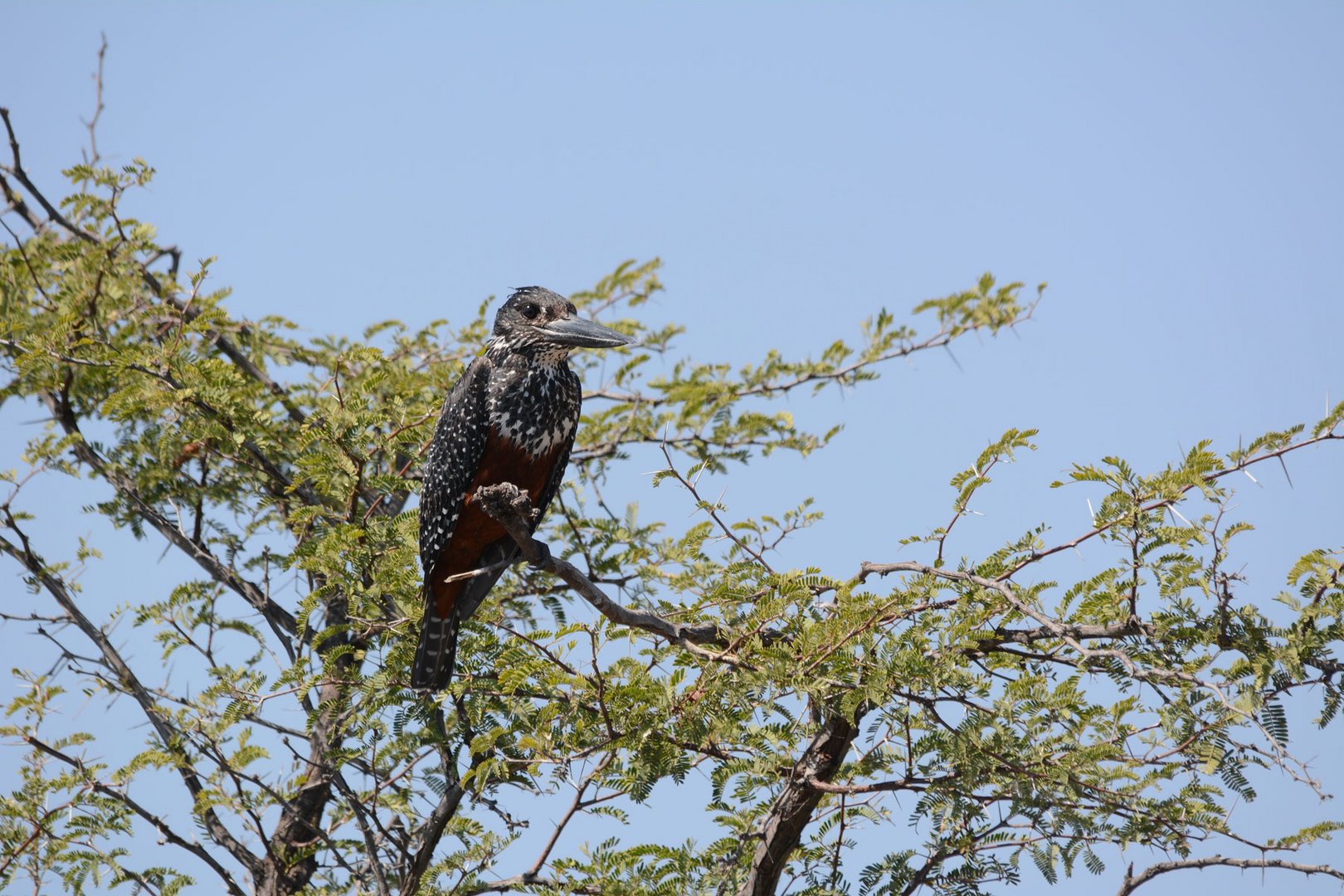 Der größte Esvogel ein Riesenfischer 