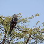 Der größte Esvogel ein Riesenfischer 