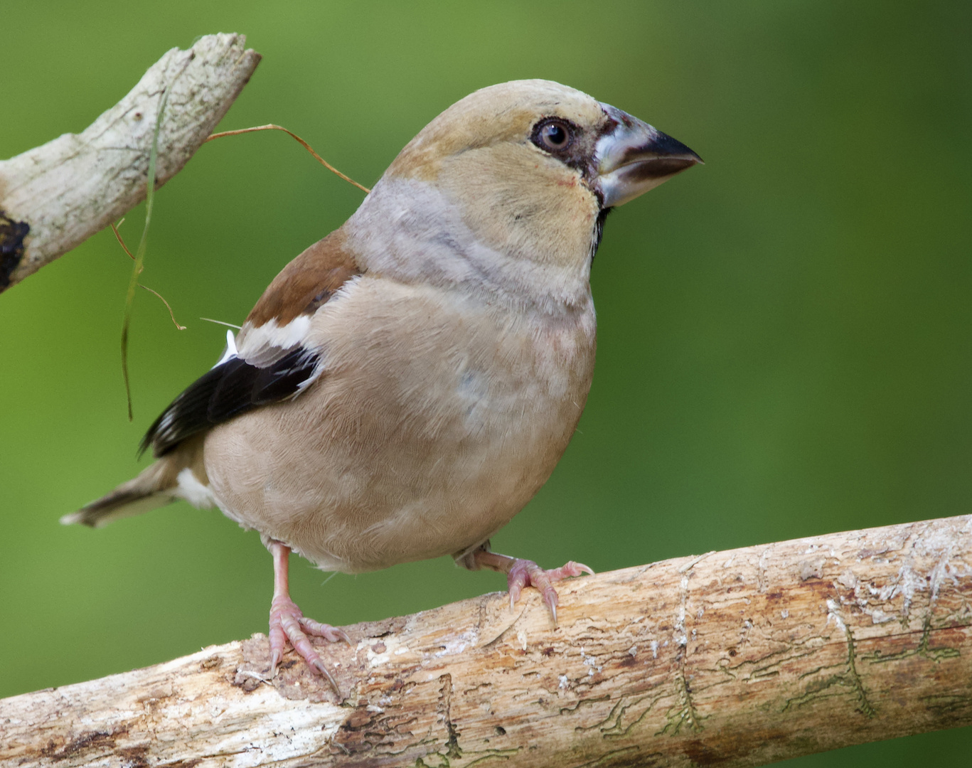 Der größte Fink mit dem leisesten Gesang...... Foto & Bild tiere