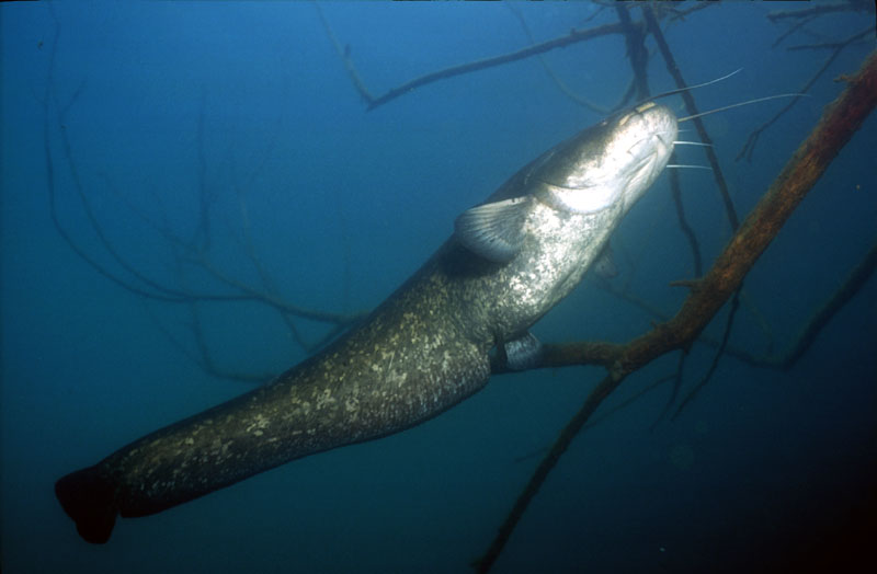 Der größte Fisch in unseren Gewässern - Der Wels