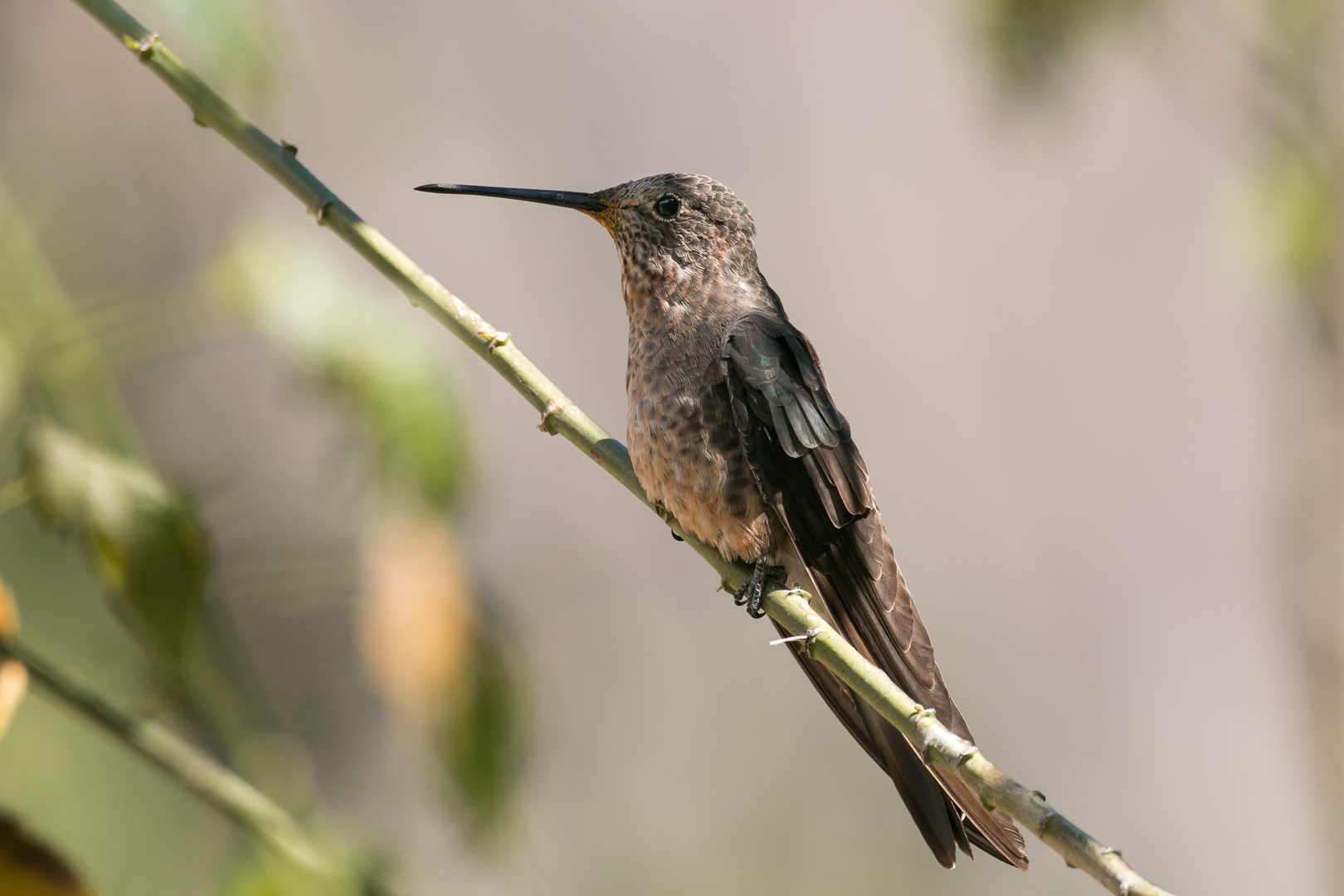 der größte Kolibri