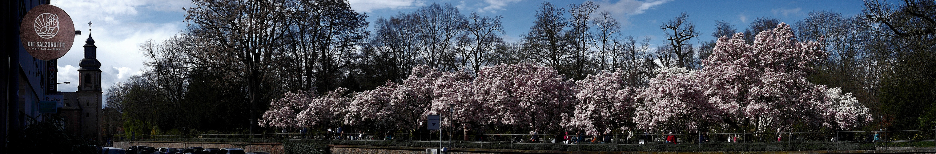 Der größte Magnolienhain (1)