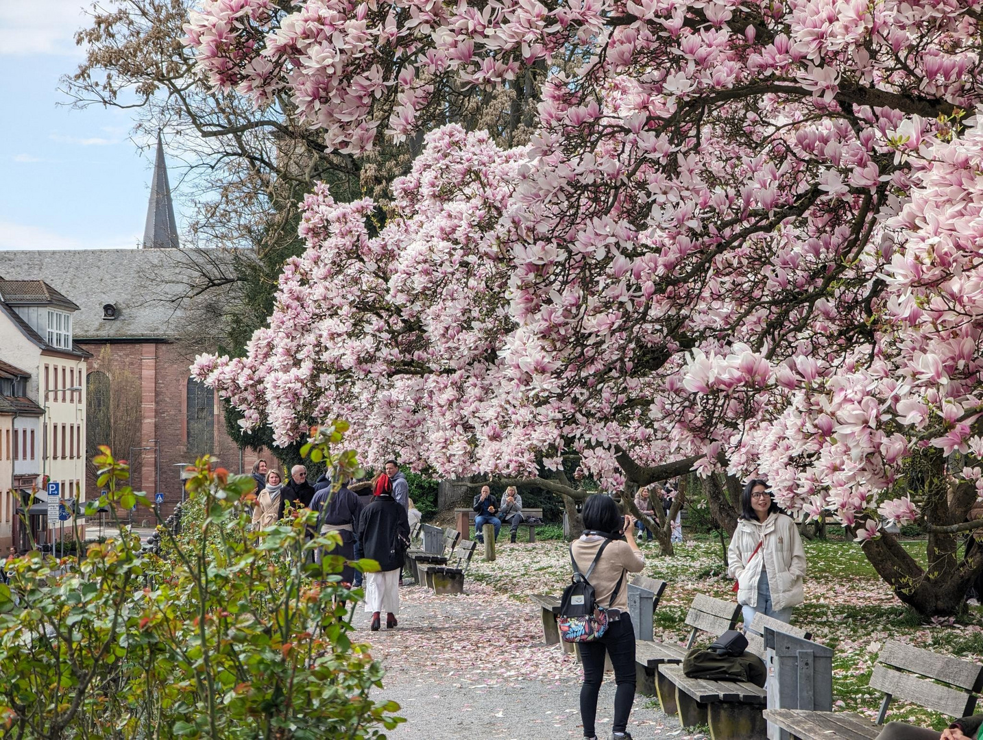 Der größte Magnolienhain (2) 