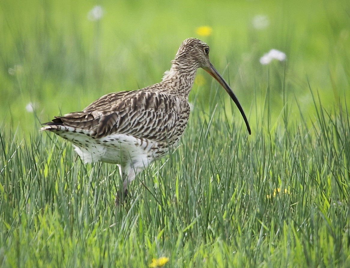 Der größte Schepfenvogel Europas spaziert durch die Brachflächen......