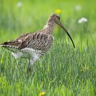 Der größte Schepfenvogel Europas spaziert durch die Brachflächen......