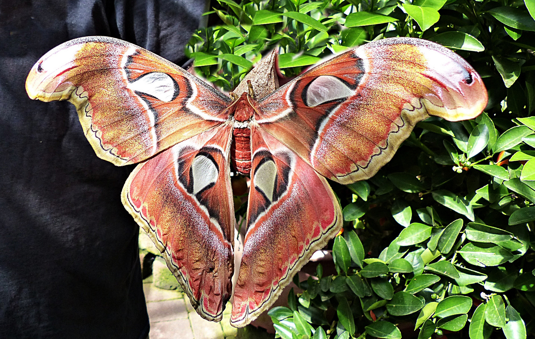 Der größte Schmetterling