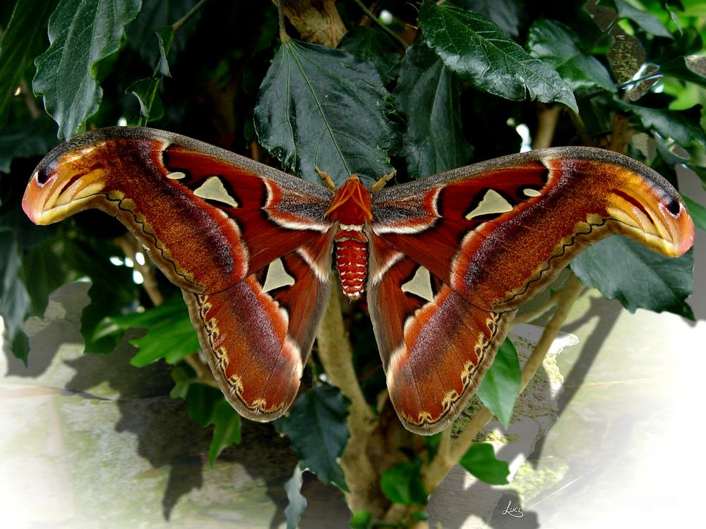 Der grösste Schmetterling der Welt Foto & Bild | natur-kreativ, natur