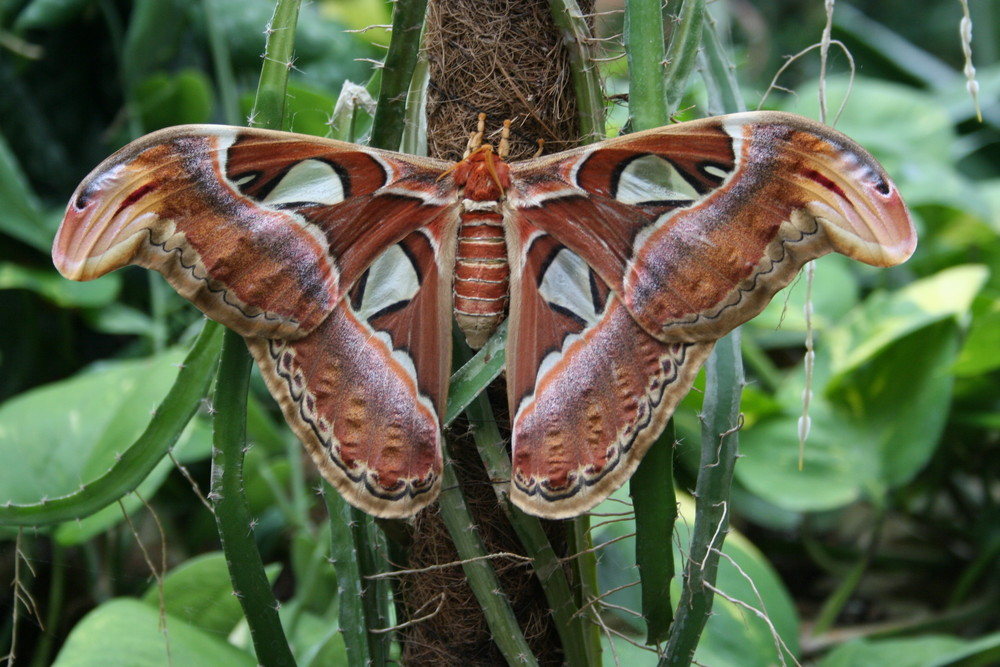 der größte Schmetterling der Welt Foto & Bild archiv kritik am bild, kritik am bild, natur