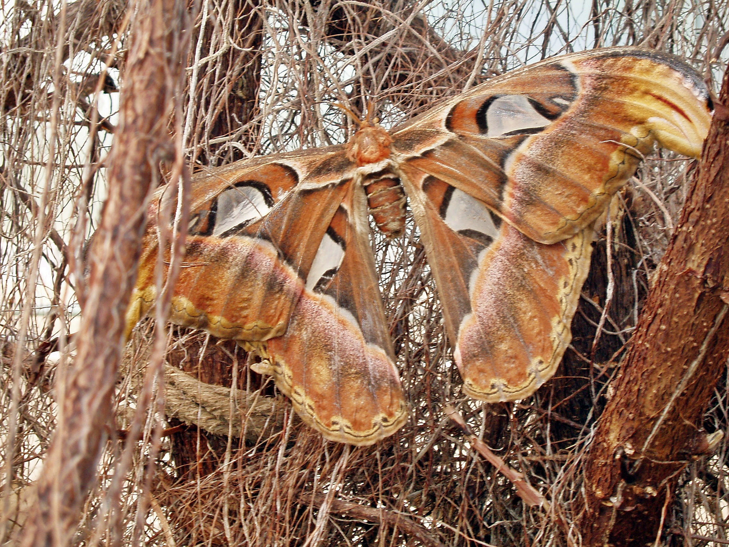 Der größte Schmetterling vom Erde.. Foto & Bild tiere, wildlife, schmetterlinge