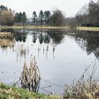 Der größte Seerosensee (es gibt noch  kleinere).