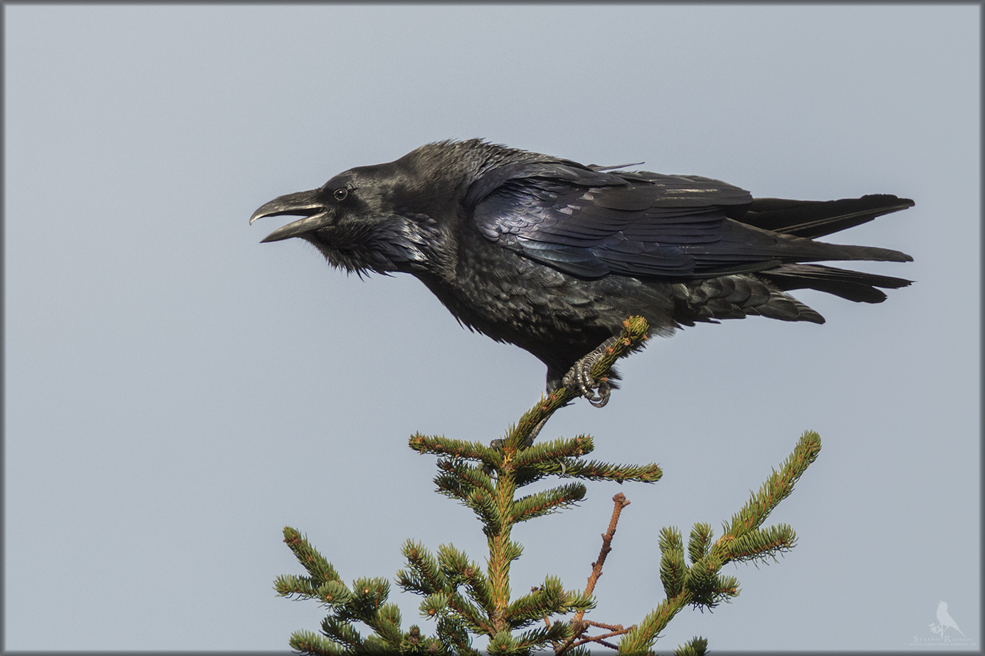 Der Grösste Singvogel