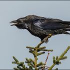 Der Grösste Singvogel