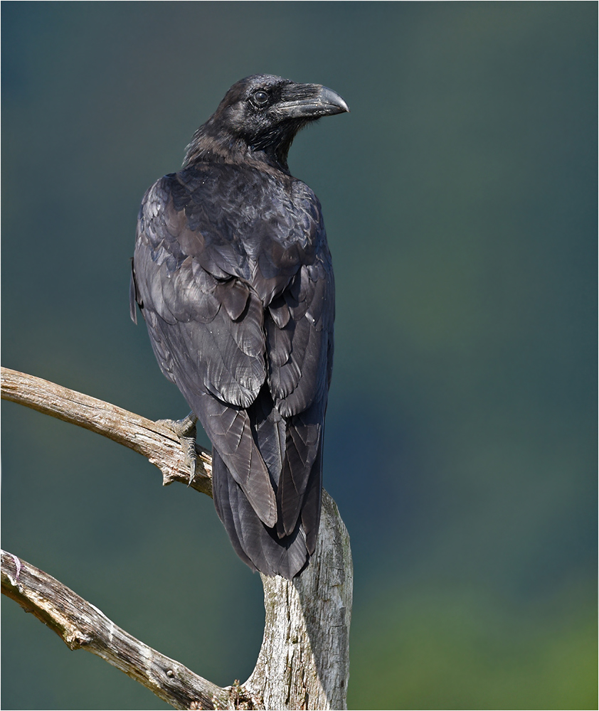 Der größte Singvogel