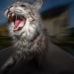 Der größte Tiger der Vorstadt