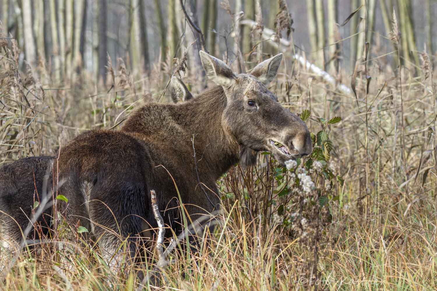 der größte Vertreter der Hirsche mit Nachwuchs (z.T. verdeckt)