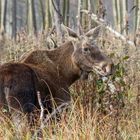 der größte Vertreter der Hirsche mit Nachwuchs (z.T. verdeckt)